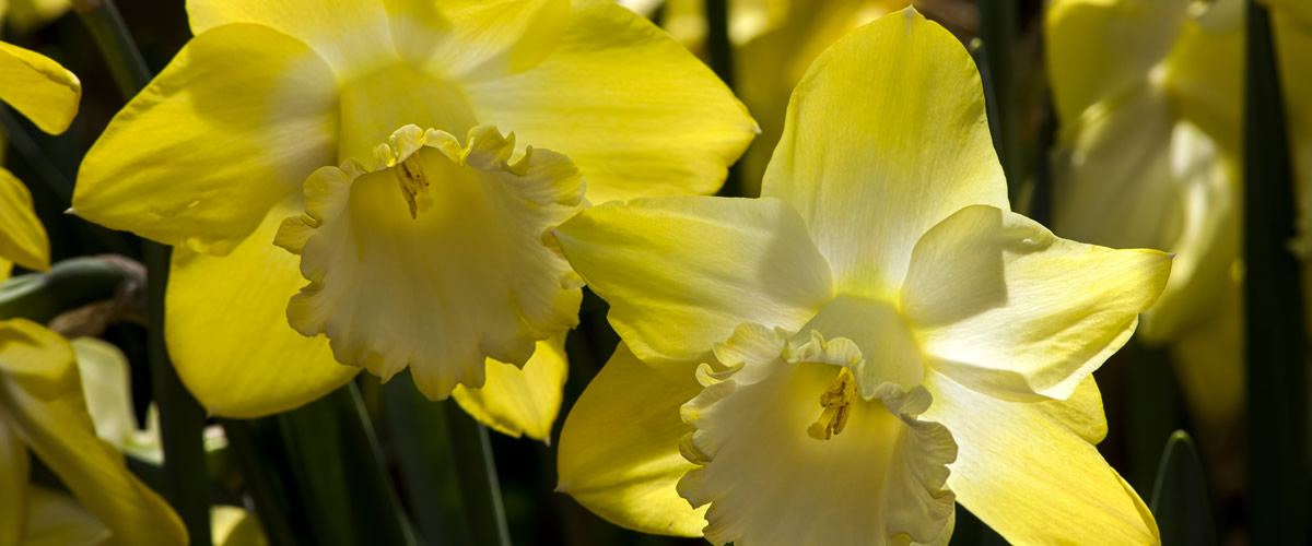 narciso